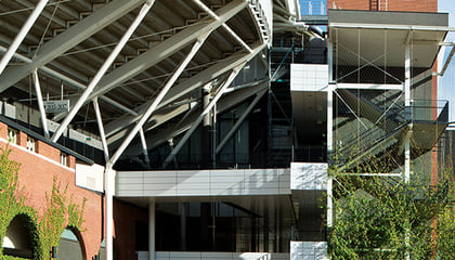Adelaide Oval Climbing Vines